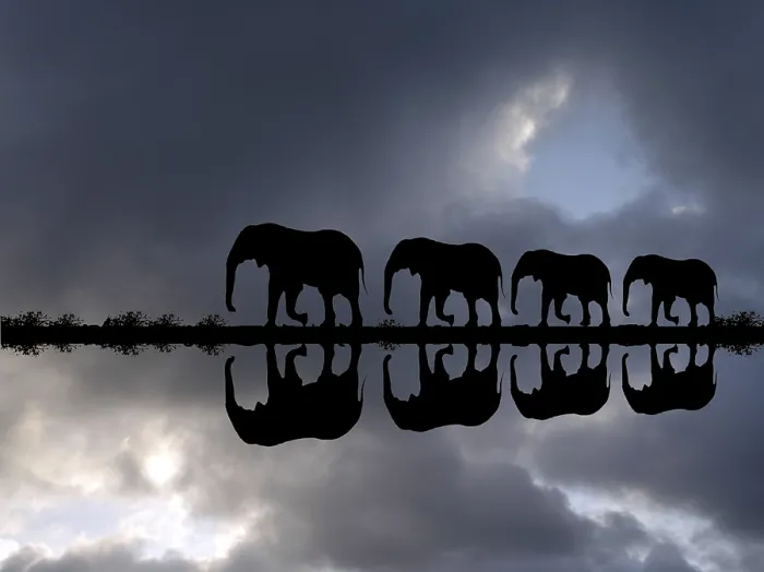 Framed Print : Elephant family reflected in the water during a thunderstorm Framed Print : Elephant family reflected in the water during a thunderstorm