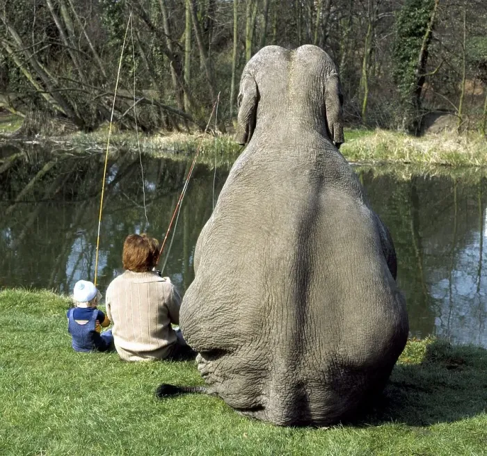 Framed Print : Elephant fishing, England, Great Britain