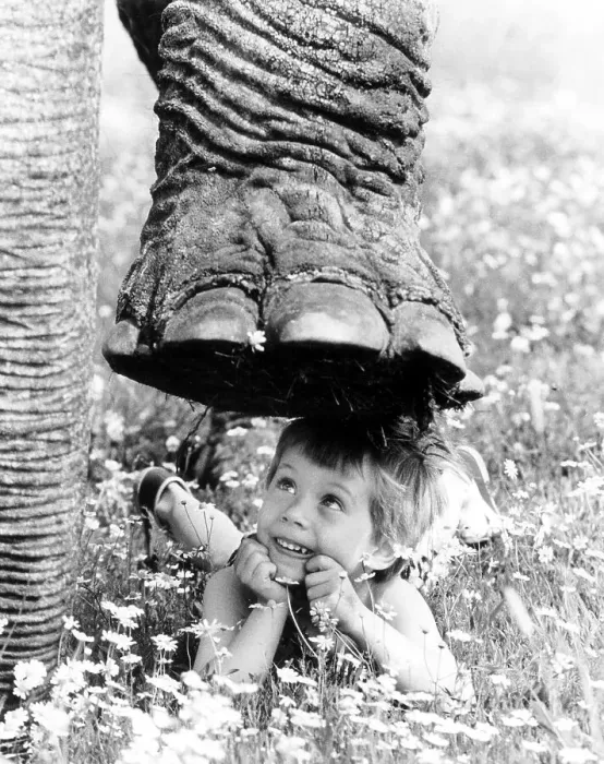 Framed Print : Elephant foot over child, England, Great Britain