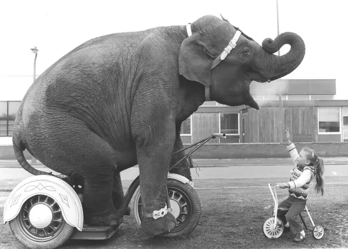 Framed Print : Elephant and girls on tricycles