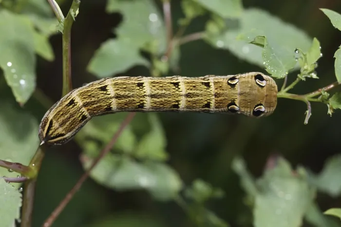 Framed Print : Elephant hawk-moth (Deilephila elpenor)