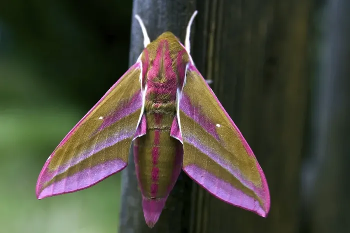 Framed Print : Elephant Hawk-moth (Deilephila elpenor) just after the hatch