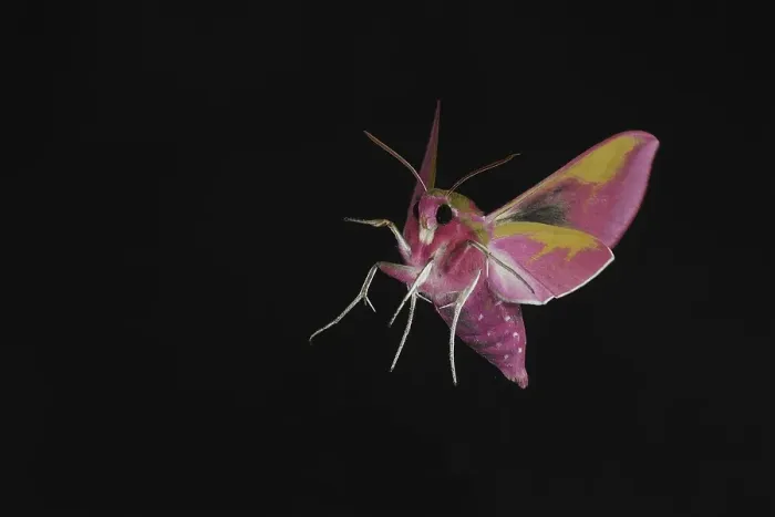 Framed Print : Elephant Hawkmoth (Deilephila elpenor)