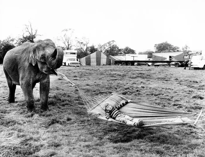 Framed Print : Elephant holds hammock, England, Great Britain