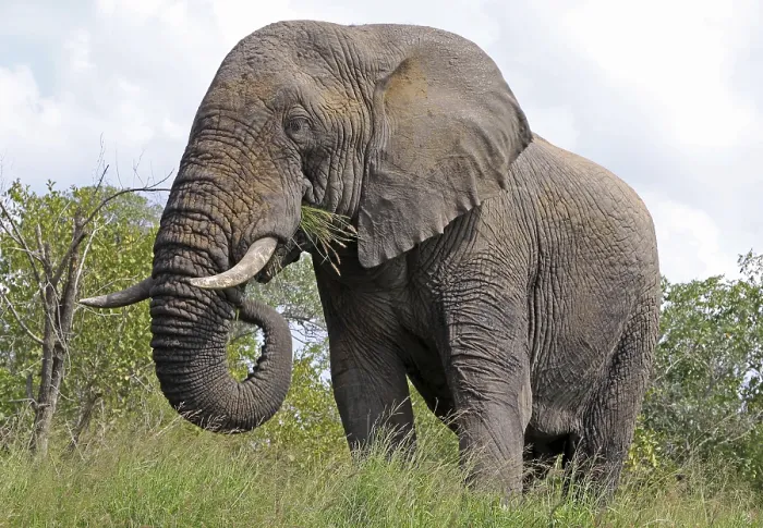 Framed Print : Elephant, Kruger National Park S