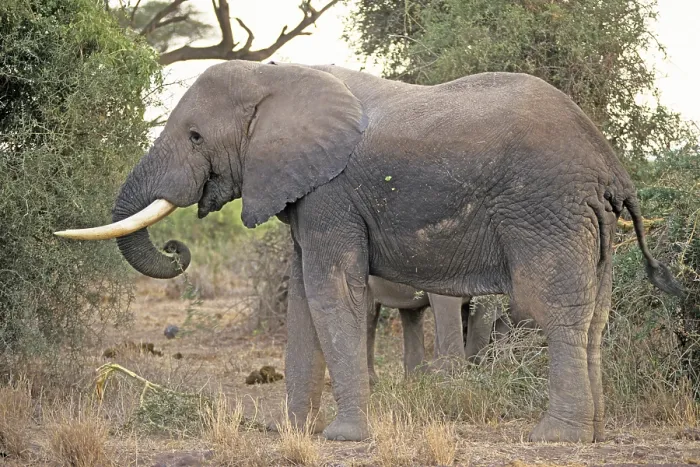 Framed Print : Elephant (Loxodonta africana), Amboseli National Park