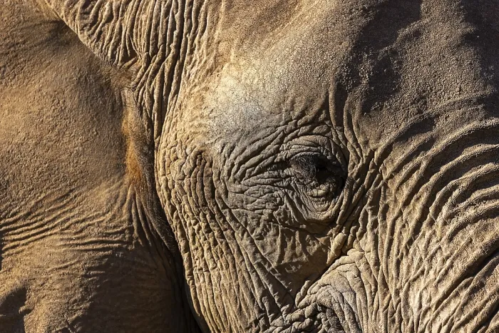 Framed Print : Elephant (Loxodonta africana), the desert adapted elephants Framed Print : Elephant (Loxodonta africana), the desert adapted elephants