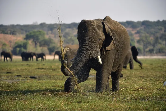 Framed Print : Elephant (Loxodonta africana), eating grass