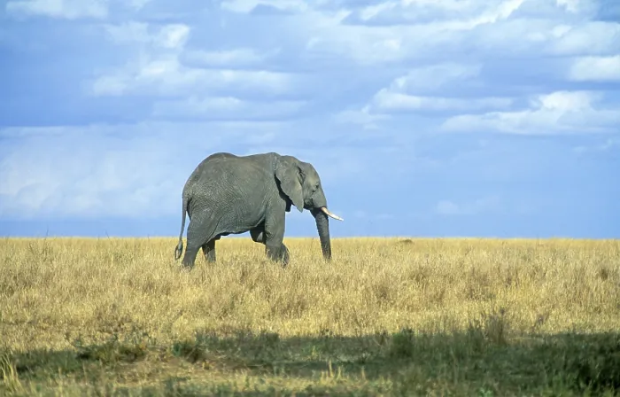 Framed Print : Elephant (Loxodonta africana), Serengeti