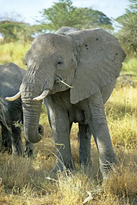 Framed Print : Elephant (Loxodonta africana), Serengeti