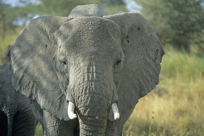 Framed Print : Elephant (Loxodonta africana), Serengeti