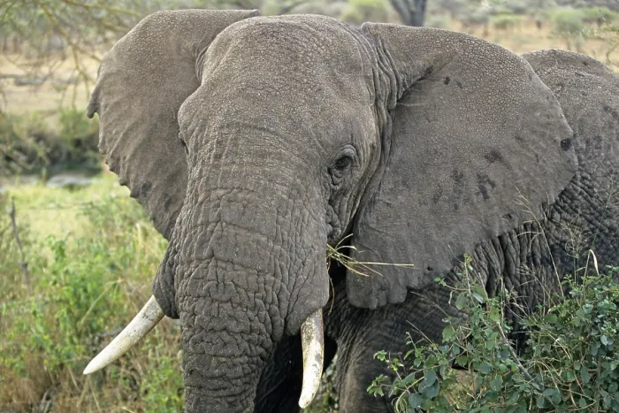 Framed Print : Elephant (Loxodonta africana), Serengeti