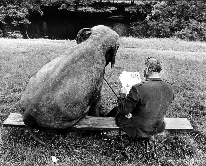 Framed Print : Elephant and man on park bench Framed Print : Elephant and man on park bench