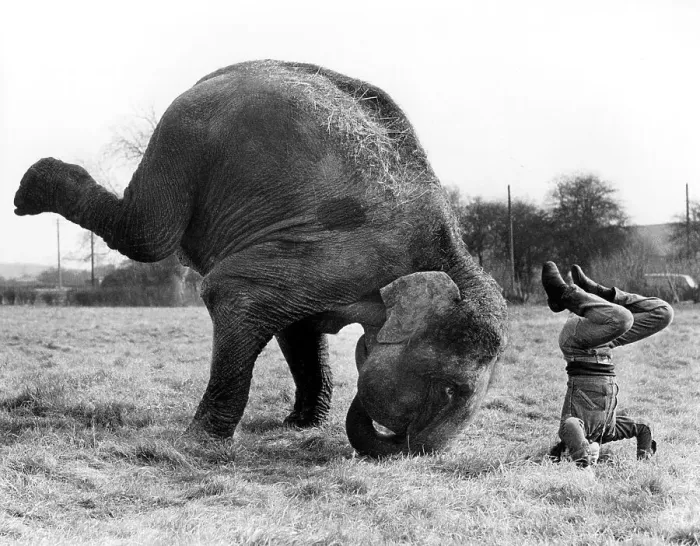 Framed Print : Elephant and a man practicing headstand