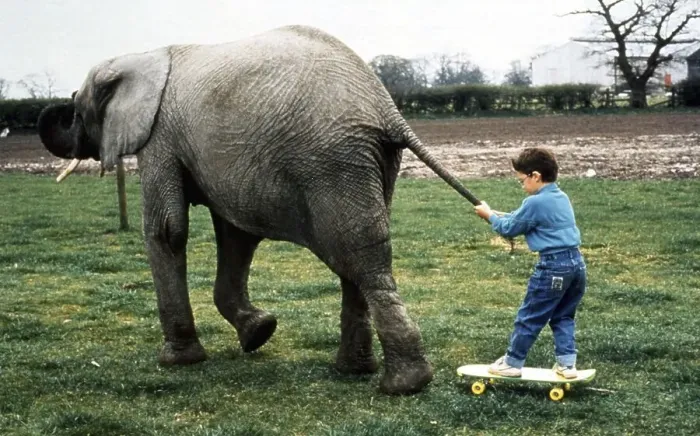 Framed Print : Elephant pulls child, England, Great Britain