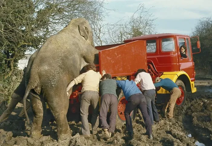 Framed Print : Elephant pushes a car with men out of mud