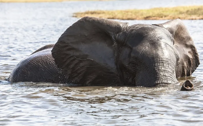 Framed Print : Elephant in river zambesi, game reserve Botswana Framed Print : Elephant in river zambesi, game reserve Botswana