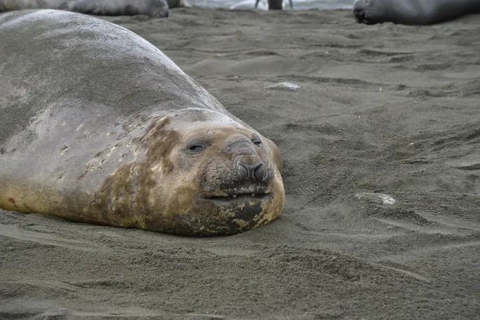 Framed Print : Elephant seal, Gold Harbour, South Georgia