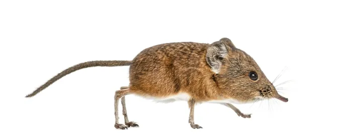 Framed Print : Elephant shrew - Macroscelides proboscideus - isolated on whitre Framed Print : Elephant shrew - Macroscelides proboscideus - isolated on whitre