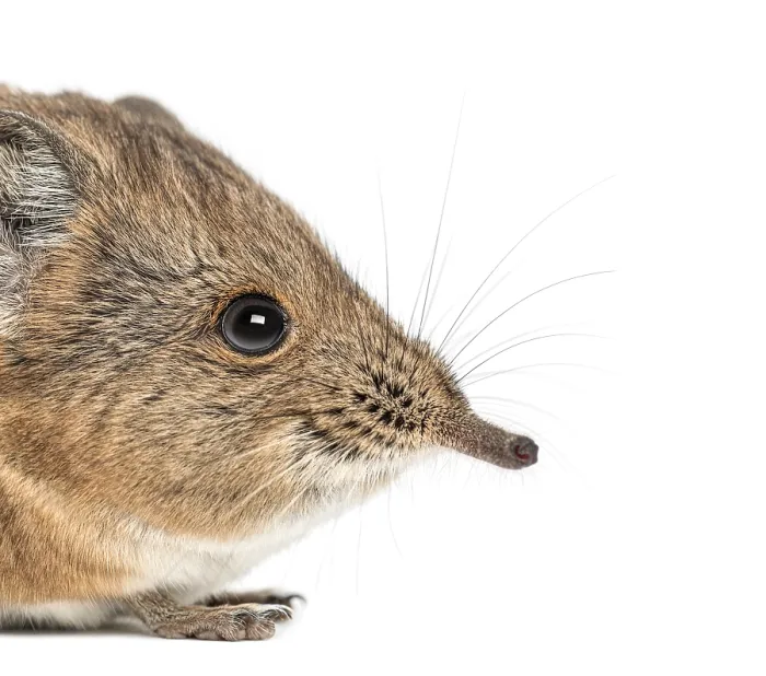 Framed Print : Elephant shrew - Macroscelides proboscideus - isolated on whitre Framed Print : Elephant shrew - Macroscelides proboscideus - isolated on whitre