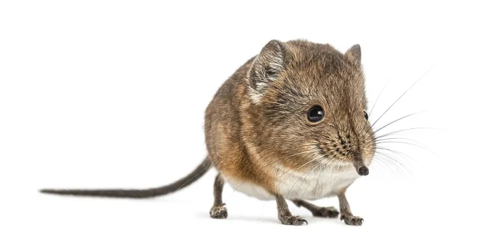 Framed Print : Elephant shrew - Macroscelides proboscideus - isolated on whitre Framed Print : Elephant shrew - Macroscelides proboscideus - isolated on whitre