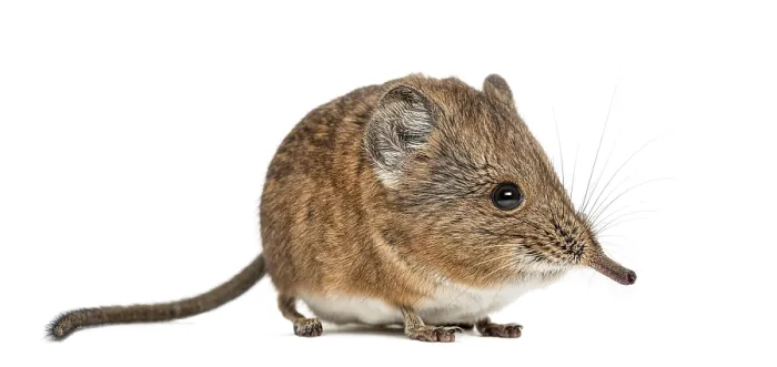 Framed Print : Elephant shrew - Macroscelides proboscideus - isolated on whitre Framed Print : Elephant shrew - Macroscelides proboscideus - isolated on whitre