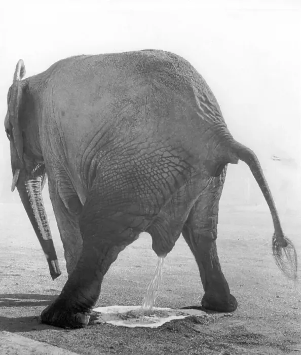 Framed Print : Elephant taking a piss, ca. 1970s