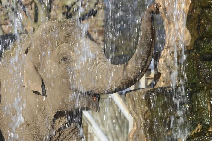 Framed Print : Elephant taking a shower in a waterfall Framed Print : Elephant taking a shower in a waterfall
