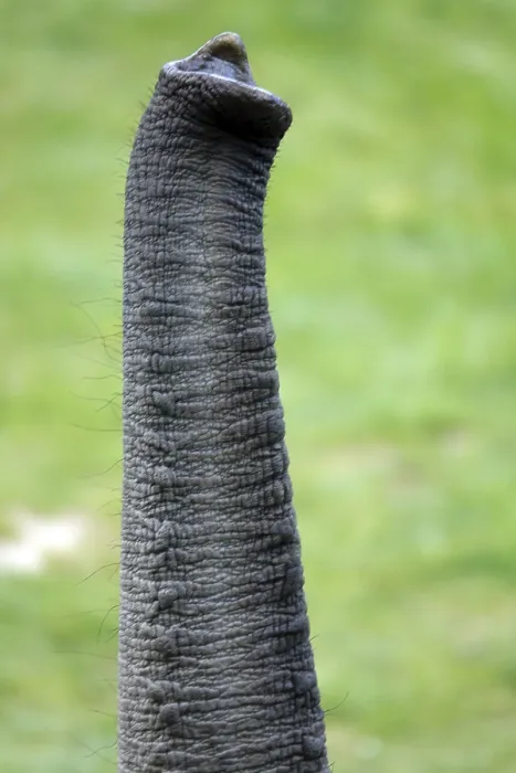 Framed Print : Elephant trunk