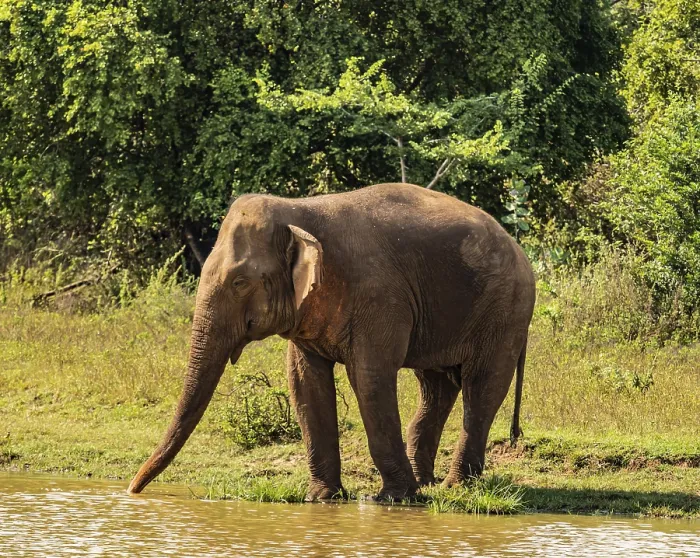 Framed Print : Elephant at a waterhole Framed Print : Elephant at a waterhole