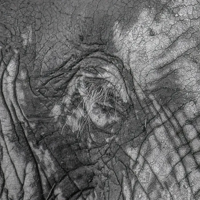 Framed Print : Elephantidae, detail, Kruger National Park
