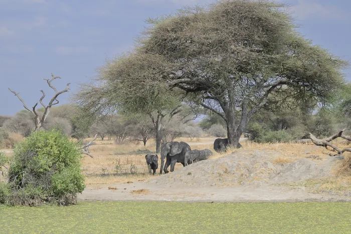 Framed Print : Elephants under an acacia tree near a green patch in the savannah