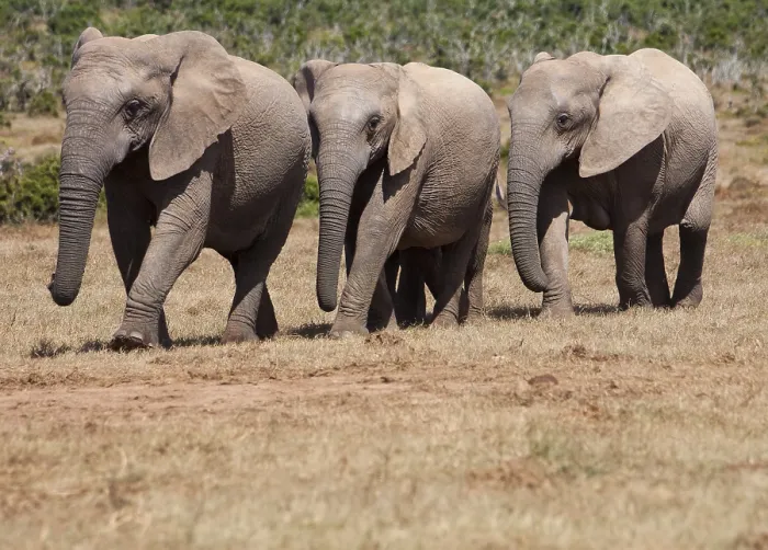 Framed Print : Elephants in Addo Elephant Park, South Africa