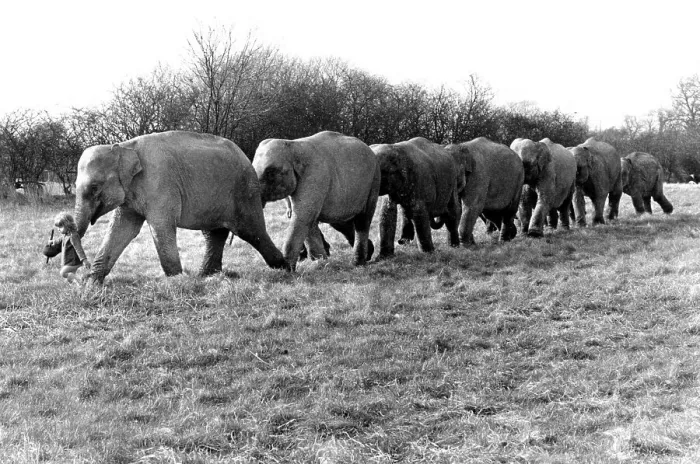 Framed Print : Elephants take girls for a walk