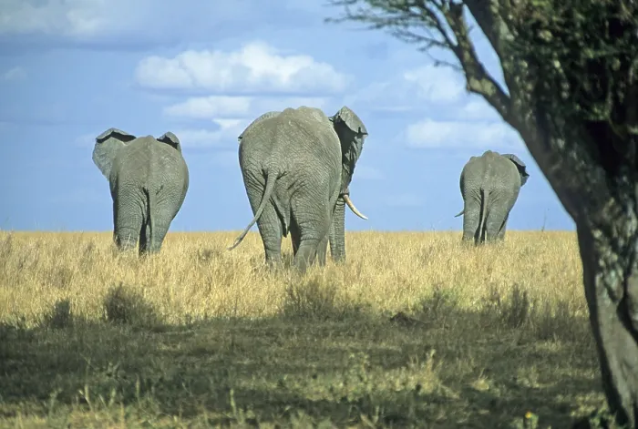 Framed Print : Elephants (Loxodonta africana)