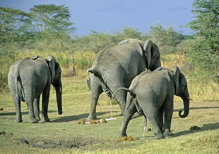 Framed Print : Elephants (Loxodonta africana) urinating