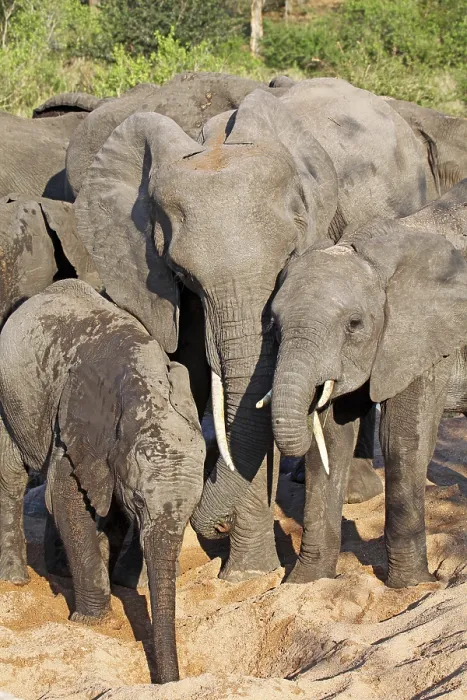 Framed Print : Elephants in the riverbed, Kruger National Park, S Framed Print : Elephants in the riverbed, Kruger National Park, S