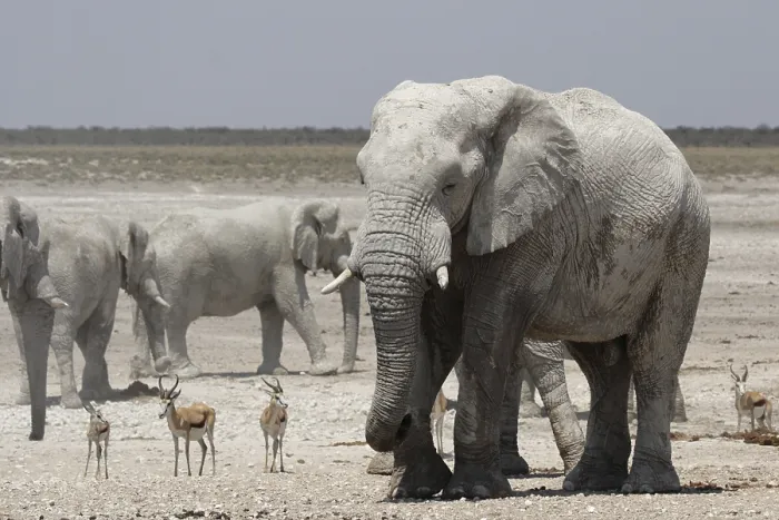 Framed Print : Elephants and springboks in Etosha National Park Framed Print : Elephants and springboks in Etosha National Park