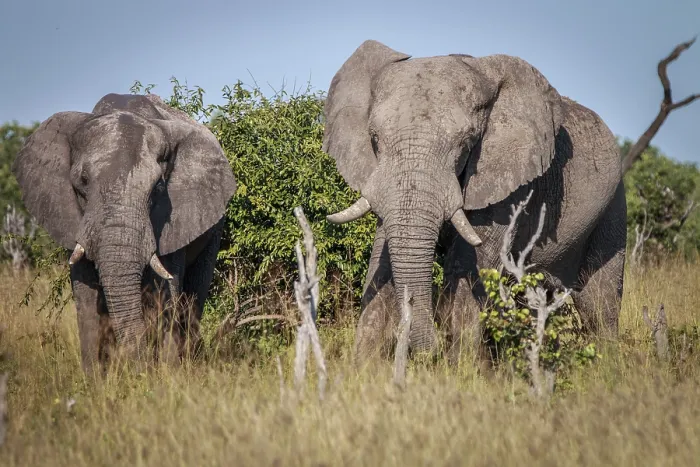 Framed Print : Two Elephants starring at the camera in the Chobe National Park Framed Print : Two Elephants starring at the camera in the Chobe National Park