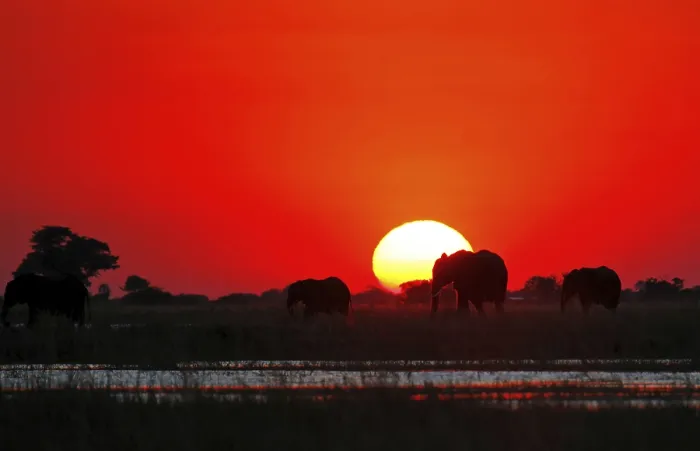Framed Print : Elephants in the sunset at Chobe river Framed Print : Elephants in the sunset at Chobe river