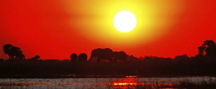Framed Print : Elephants in the sunset at Chobe river