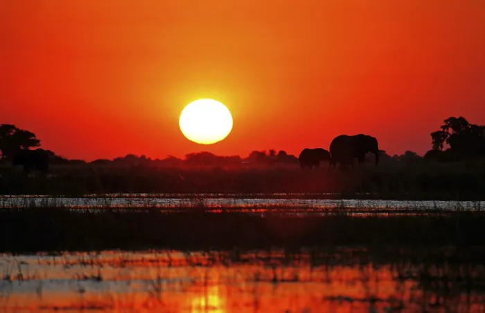 Framed Print : Elephants in the sunset at Chobe river Framed Print : Elephants in the sunset at Chobe river