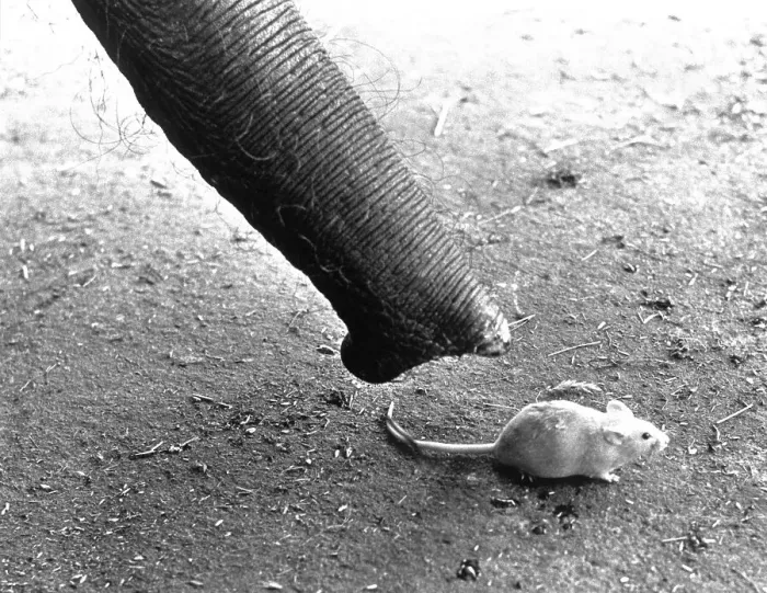 Framed Print : Elephant's trunk with white mouse Framed Print : Elephant's trunk with white mouse