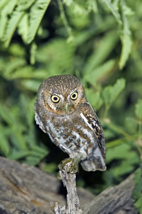 Framed Print : Elf Owl Micrathene whitneyi Tucson