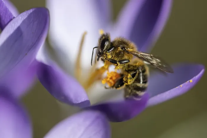 Framed Print : Elfin crocus (Crocus tommasinianus) with honey bee (Apis mellifera)