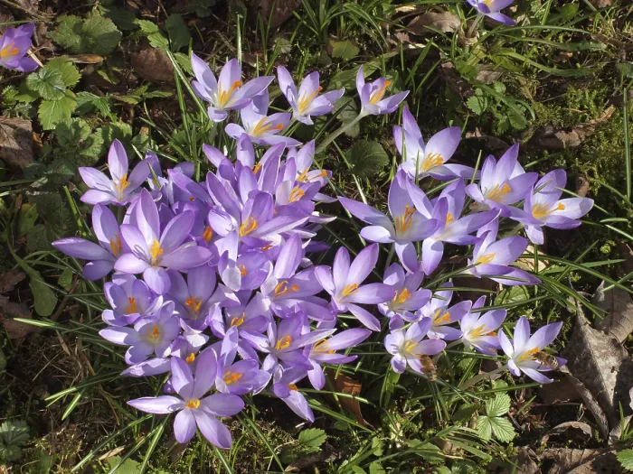 Framed Print : Elfin crocus or woodland crocus (Crocus tommasinianus) are early bloomers that flower in front of the garden crocuses Framed Print : Elfin crocus or woodland crocus (Crocus tommasinianus) are early bloomers that flower in front of the garden crocuses