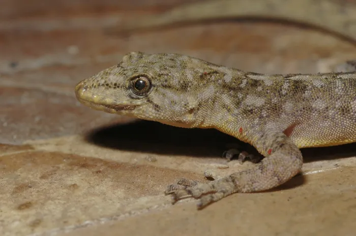 Framed Print : Elgon forest gecko (Cnemaspis africanus)