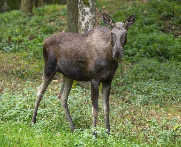 Framed Print : Elk (Alces alces), cow moose standing on a forest meadow