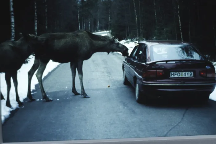 Framed Print : Elk, Alces Alces, elk cow with young standing on the street Framed Print : Elk, Alces Alces, elk cow with young standing on the street