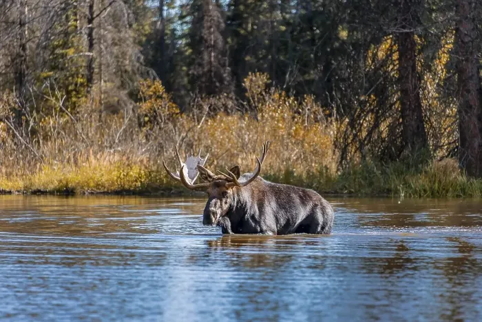 Framed Print : Elk (Alces alces), male elk runs in a lake Framed Print : Elk (Alces alces), male elk runs in a lake